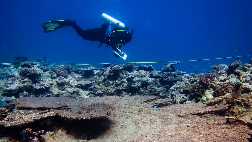 A scuba diver writes on a clipboard while swimming over bleached coral.