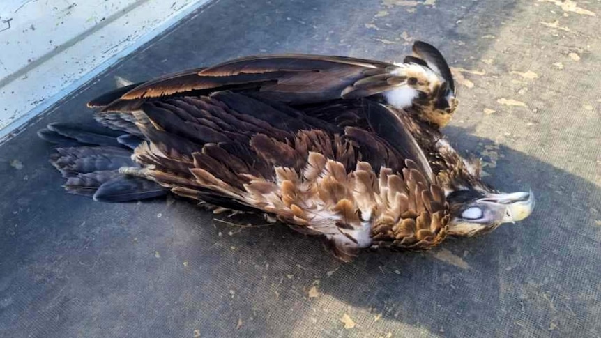 A dead wedge-tailed eagle lies on its back on the tray of a ute