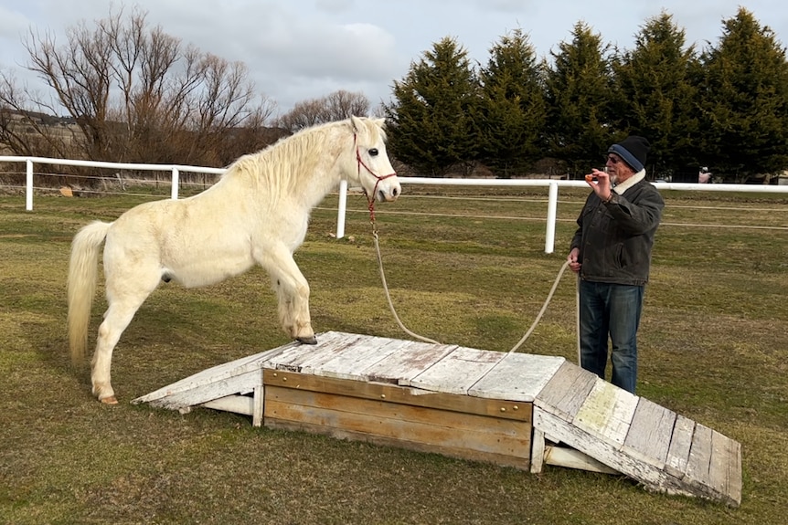 A white pony climbs a wooden man as it looks at a man holding a treat and its reigns.