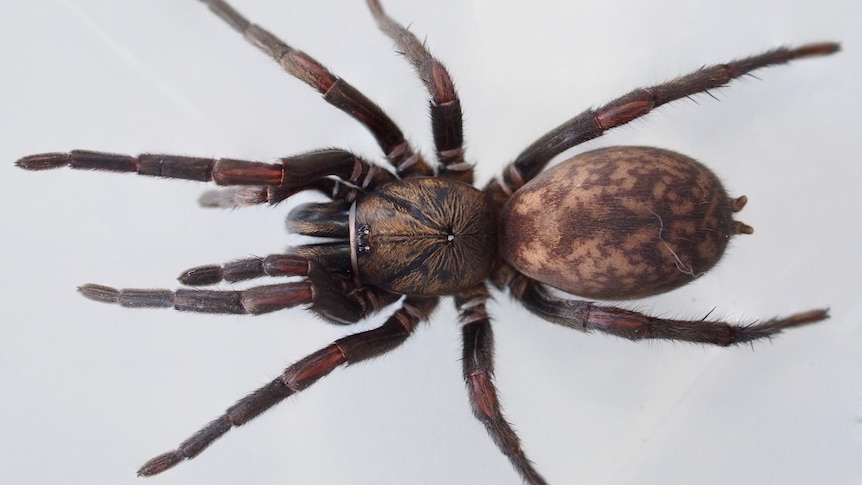 Large mottled brown spider with chunky body and big fangs.