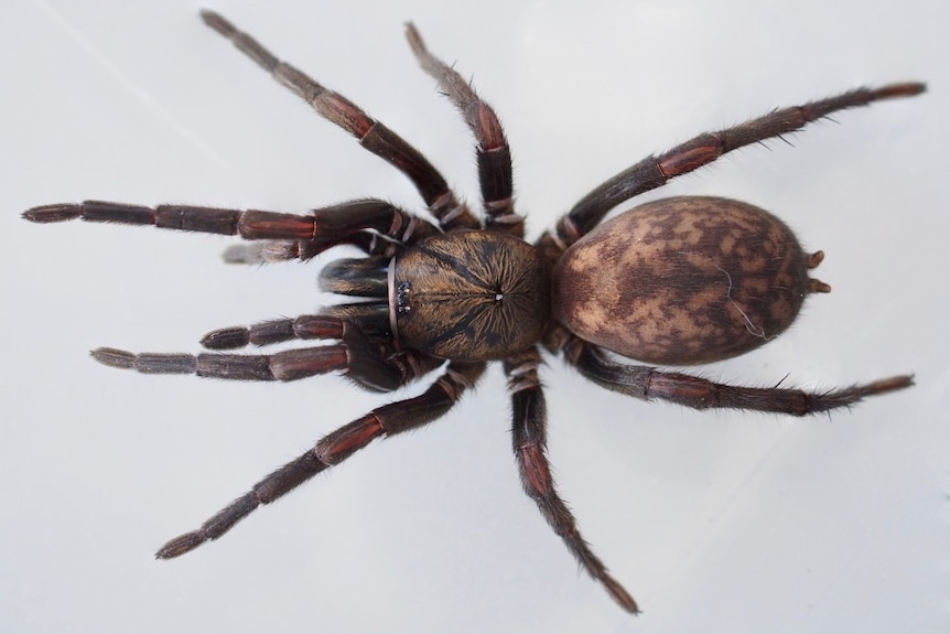 Large mottled brown spider with chunky body and big fangs.