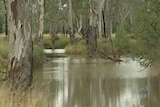 Government tests of Kogan Creek shows levels of hydrocarbons do not exceed stock-watering standards.