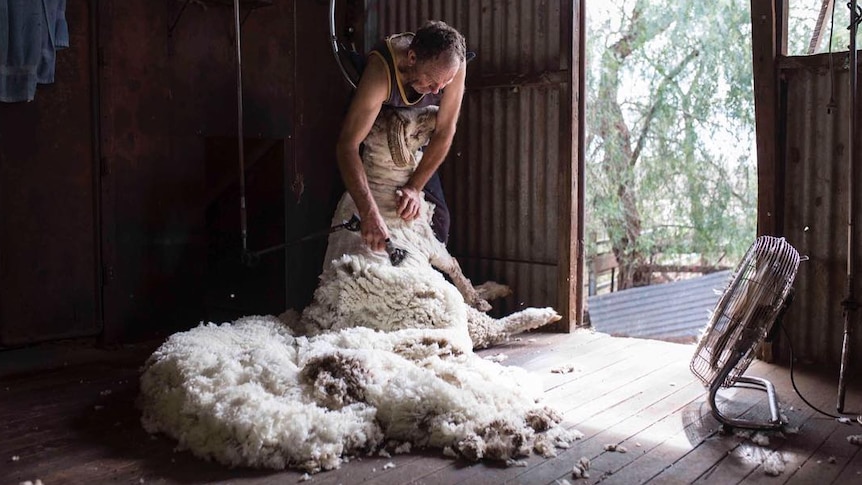 Jack Taylor shears a sheep with the shed door open. A fleece is in the foreground.