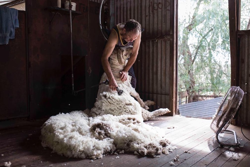 Jack Taylor shears a sheep with the shed door open. A fleece is in the foreground.
