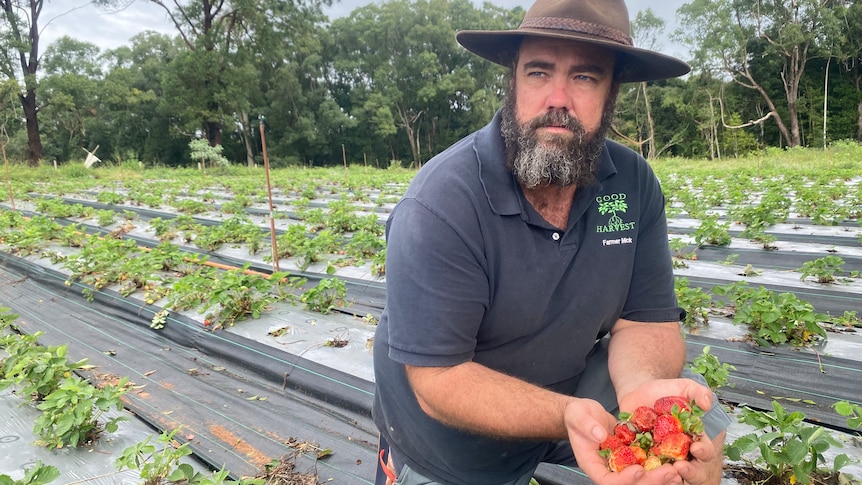 A man crouching in a strawberry field, looking concerned.