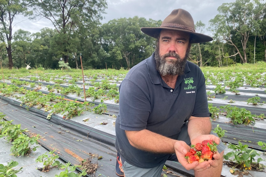 A man crouching in a strawberry field, looking concerned.