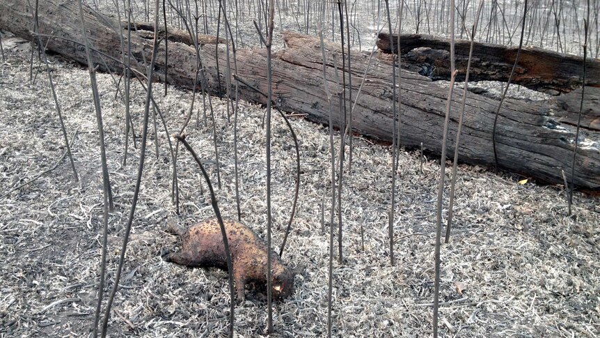 The body of a ring tailed possum lies in the aftermath of a bushfire.