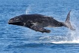 A humpback whale calf flies through the air above blue water