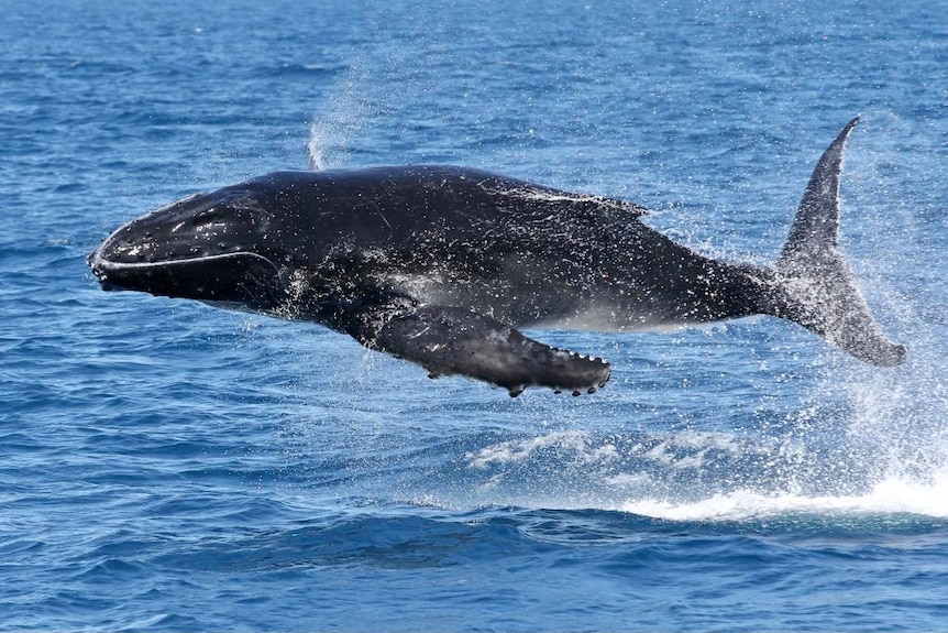 A humpback whale calf flies through the air above blue water