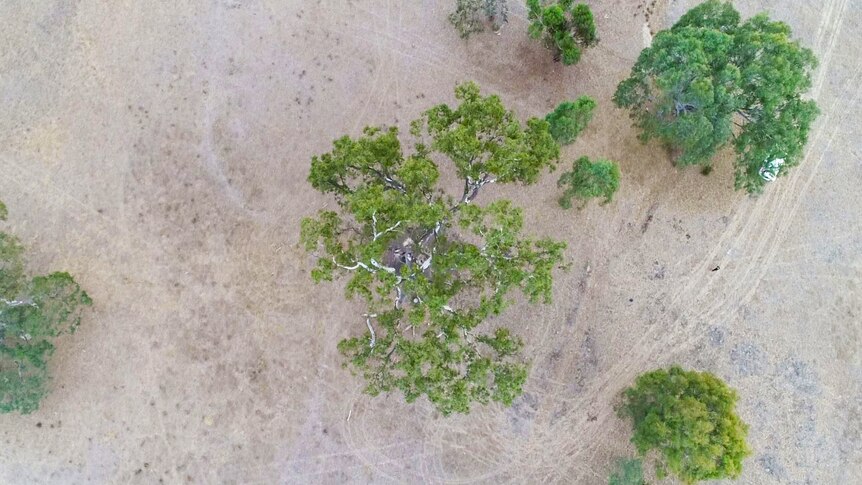 A birds eye view of trees near Buangor in western Victoria.