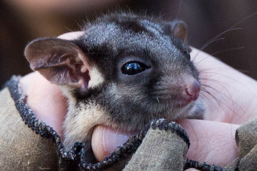A baby possum's face is cradled under a thumb as it sits in someone's hand, wrapped in cloth.