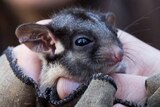 A baby possum's face is cradled under a thumb as it sits in someone's hand, wrapped in cloth.