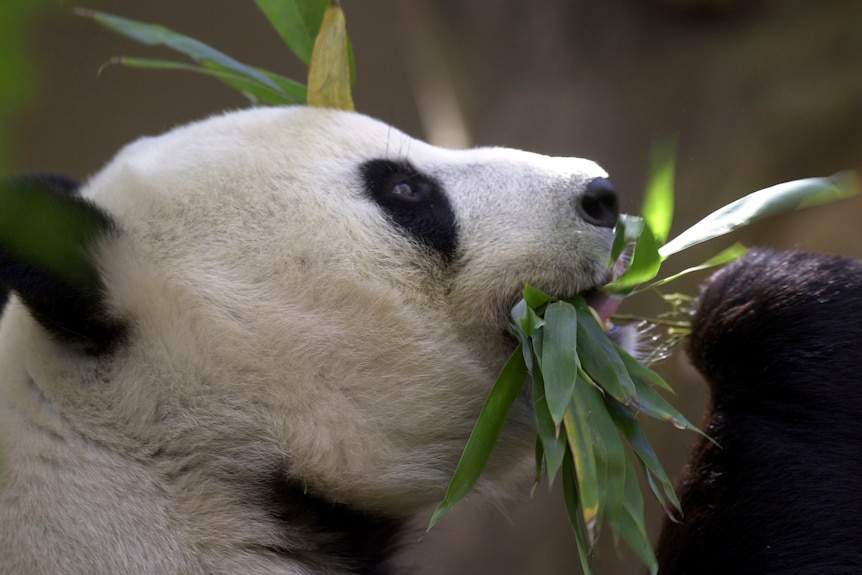panda eats leaves.