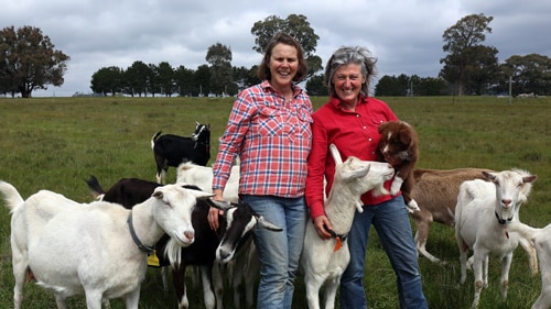 Two women standing in a paddock surrounded by goats.