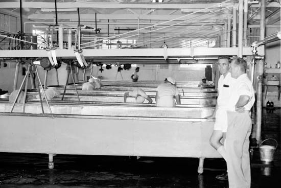 An historic black and white photo inside the cheese factory.