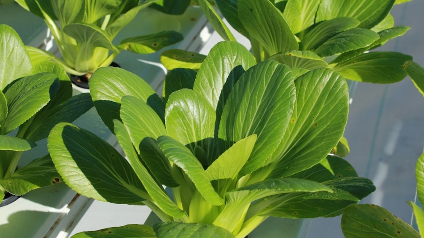 Bok choy grows in an aquaponic system