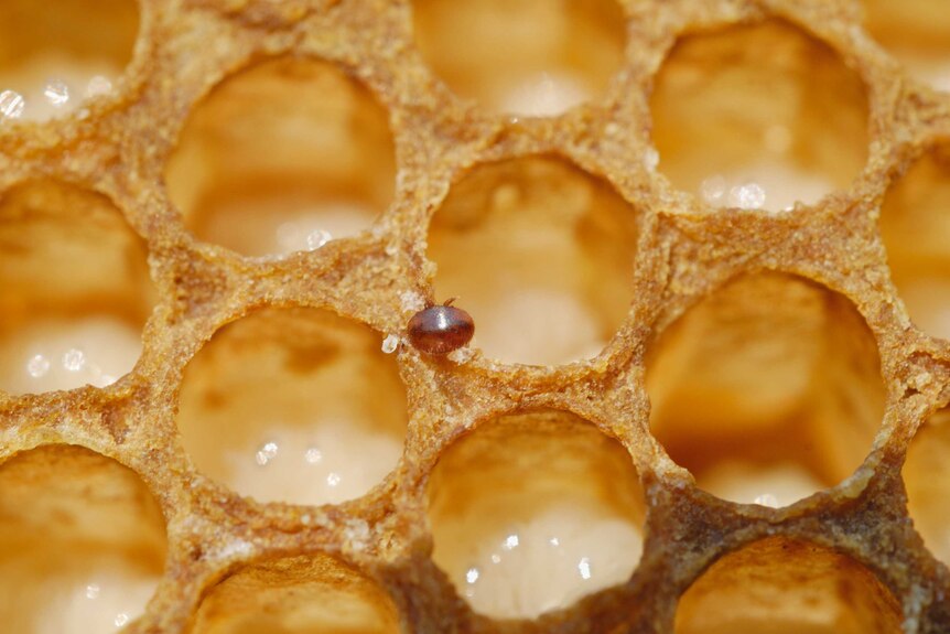Stock image of varroa mite on a bee brood comb with larvae.