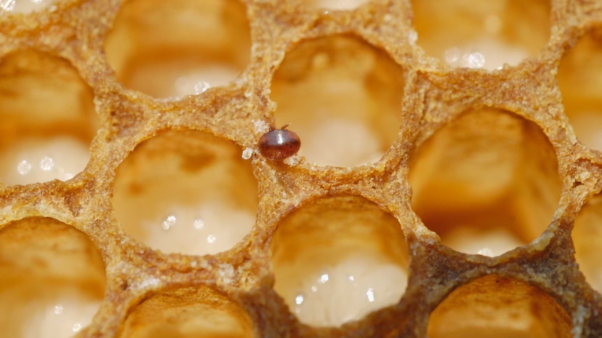 Stock image of varroa mite on a bee brood comb with larvae.