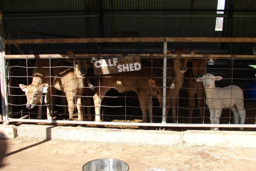 Hagley farm school calf shed