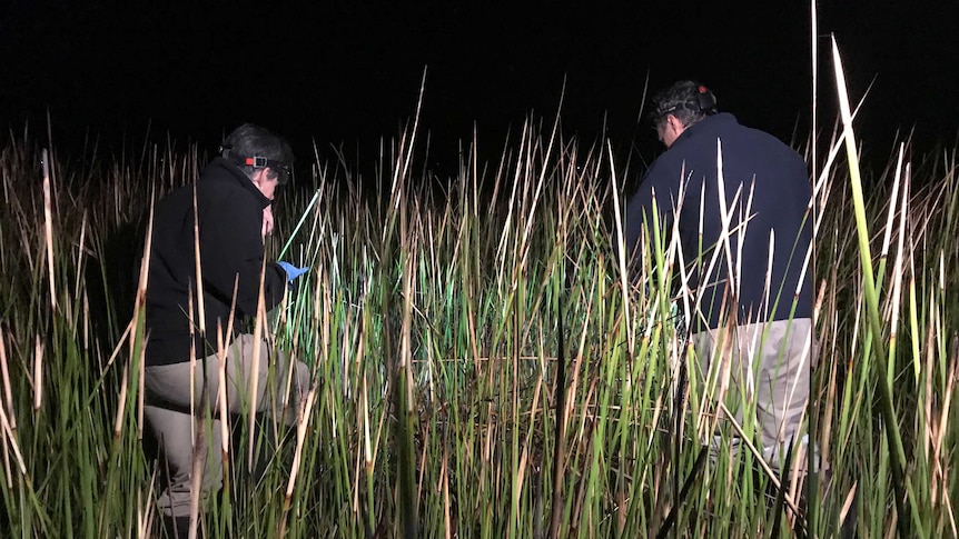 Dr Jane Melville (left) and partner Andrew O'Grady searching a swamp at night for endangered frogs