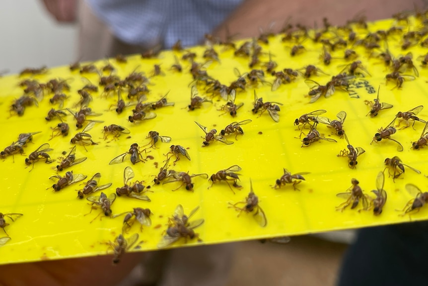 Dozens of sterile fruit flies on a surface.