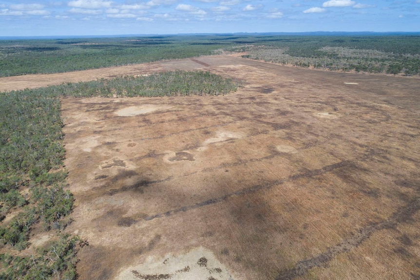 An aerial view of tree clearing.