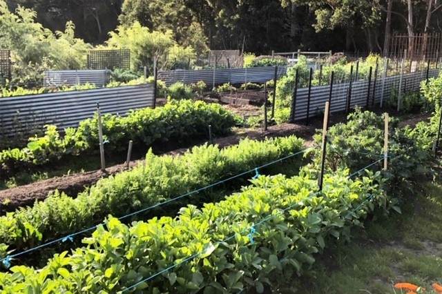 A vegetable garden.