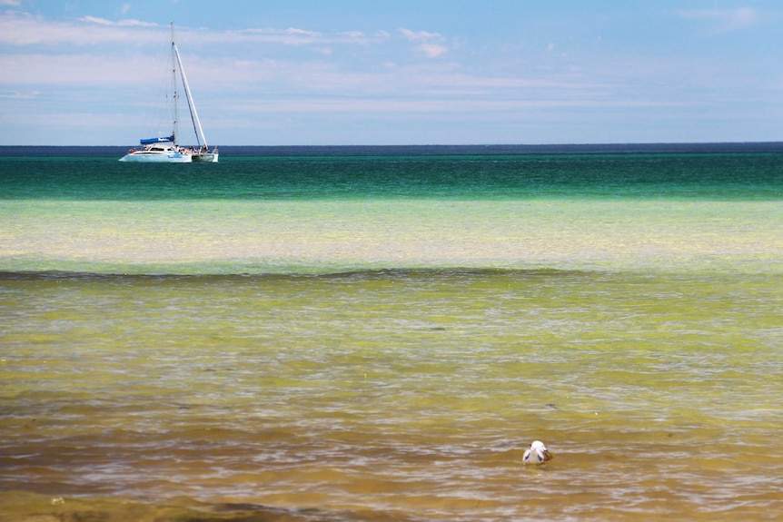 Polluted foreshore between West Beach and Henley Beach