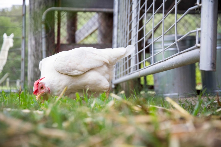 A chicken scratches in the dirt.