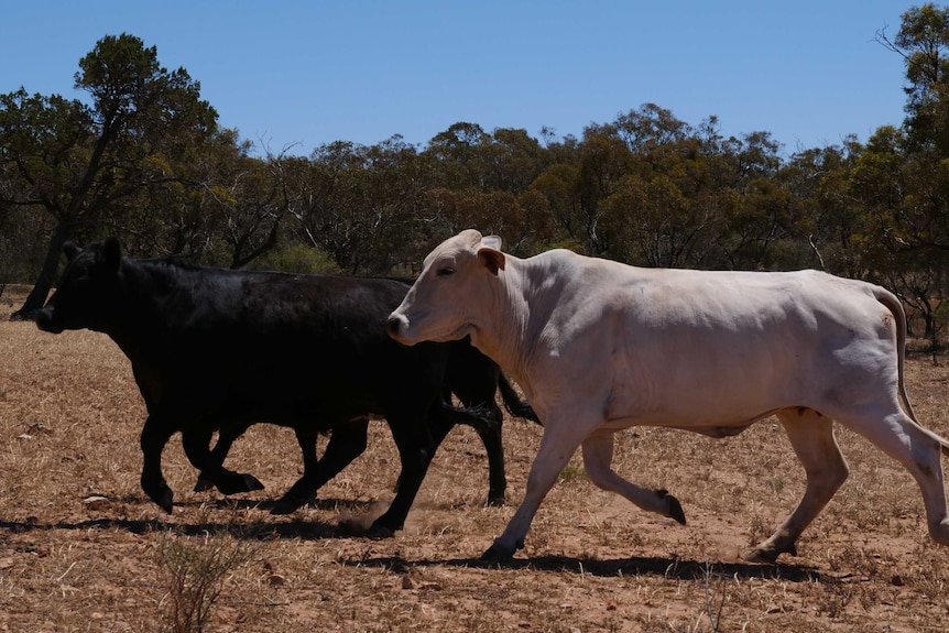 A cream-coloured cow runs on a dry paddock with two dark brown cows.