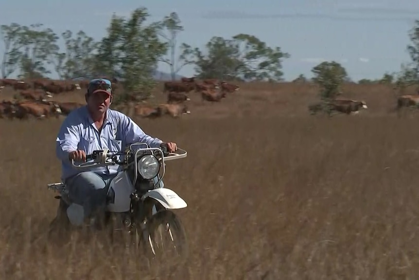 A man on a motorbike with cattle in the background.