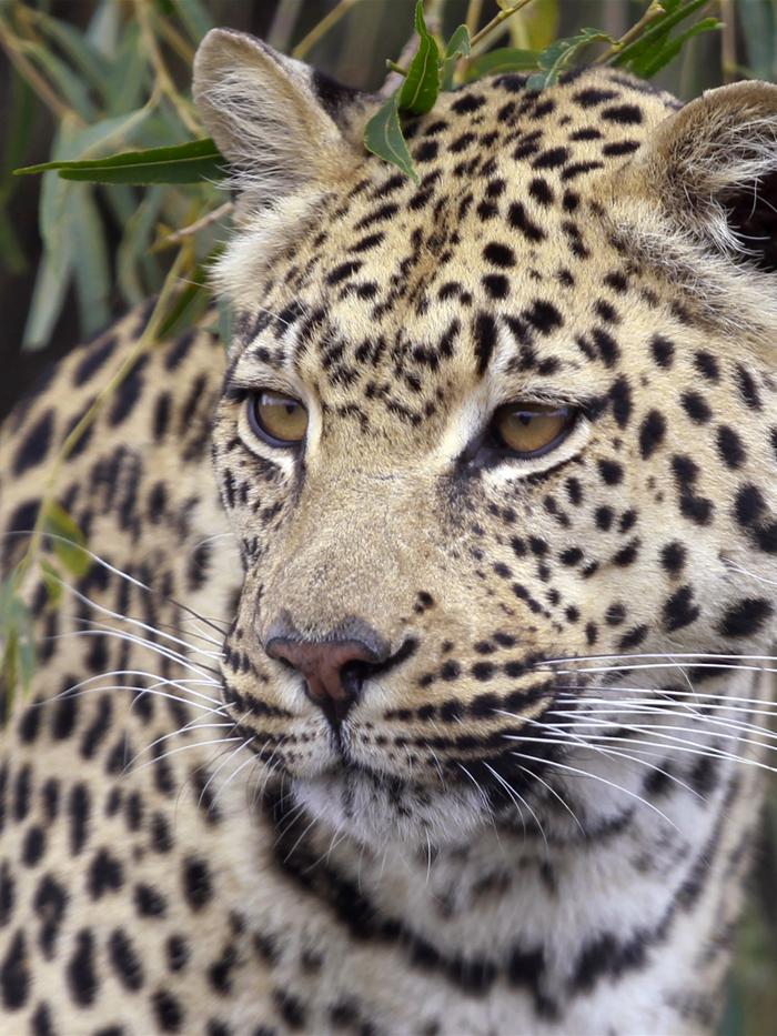 Study reveals why the leopard got its spots - ABC News