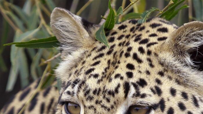 A leopard looks on in its habitat