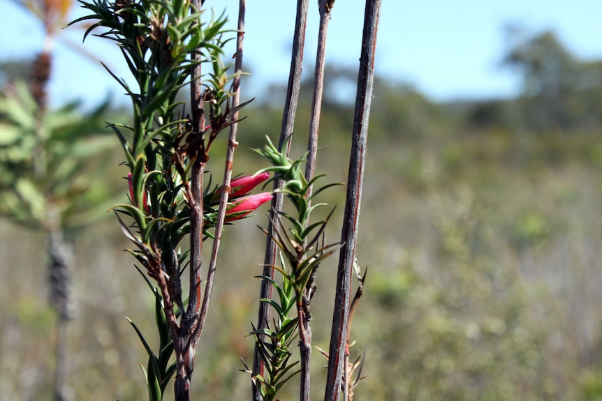 A spindly shrub with pink lipstick type flower.