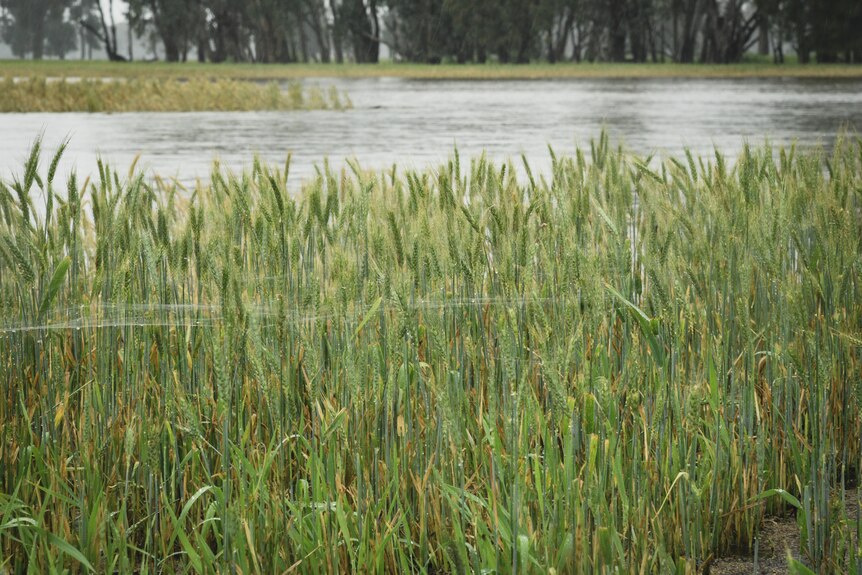 A flooded wheat crop