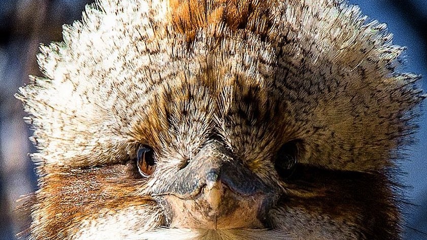 A kookaburra fluffs up its feathers