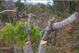 A number of trees at Angourie, south of Yamba, have had branches lopped off.