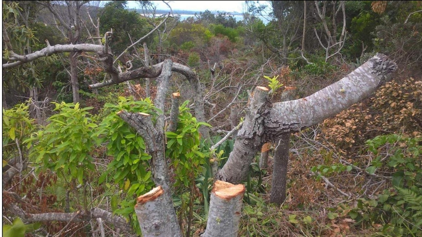 A number of trees at Angourie, south of Yamba, have had branches lopped off.