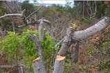 A number of trees at Angourie, south of Yamba, have had branches lopped off.