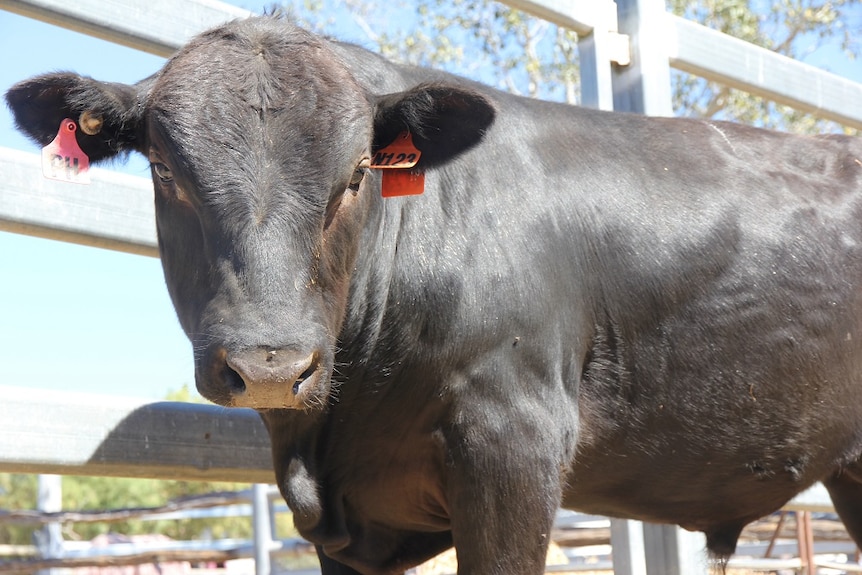 A close up of the face and body of a black wagyu bull.