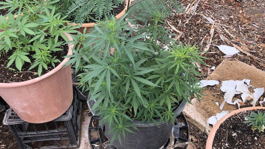 A cannabis crop in some ceramic pots