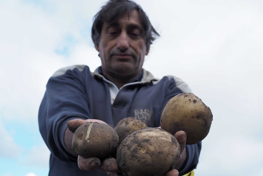 Joe Mercuri holds out four healthy-looking potatoes to the camera.