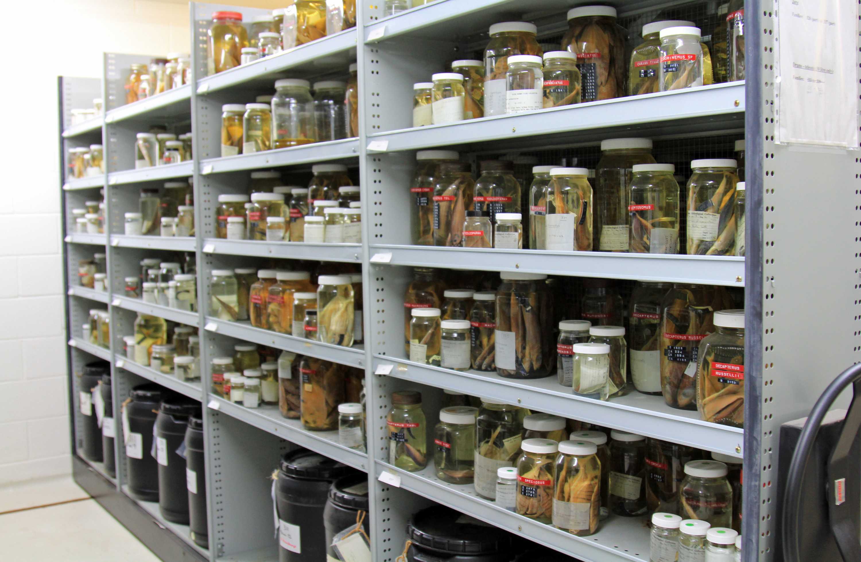 Behind the scenes of Hobart's unique deep sea creatures collection ...