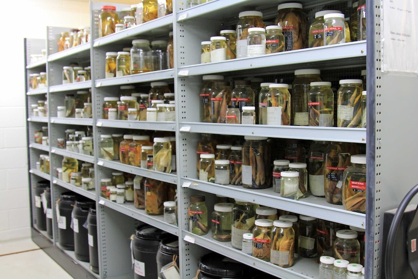 Shelves filled with jars of fish