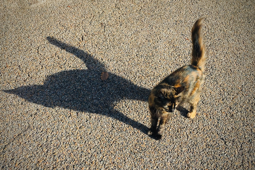 A tortoiseshell cat stands on a road, its shadown appears larger beside it. 