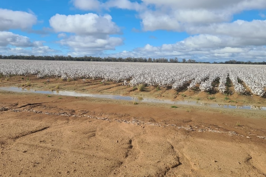 A cotton field with water-logged soil