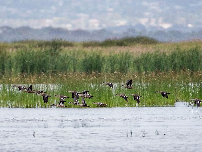 ducks flying over wetland