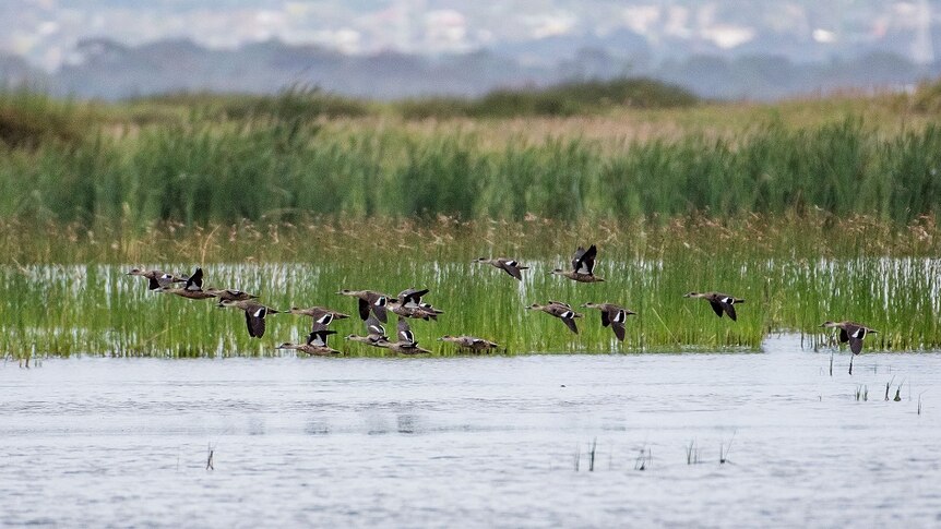 ducks flying over wetland