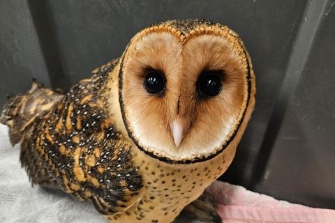 A gold and brown masked owl looking at the camera
