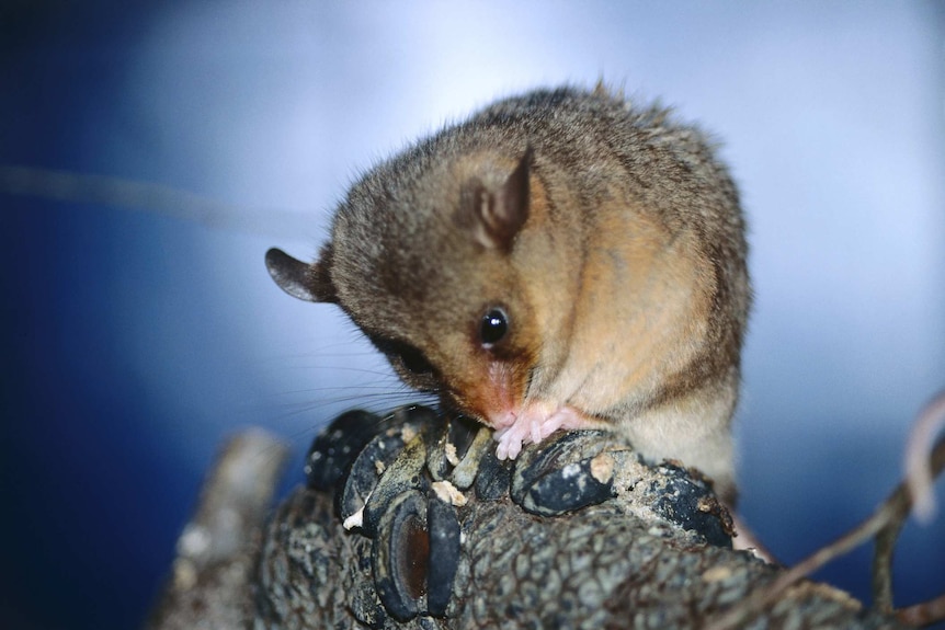 A mountain pygmy possum on a banksia seed with a blue background.